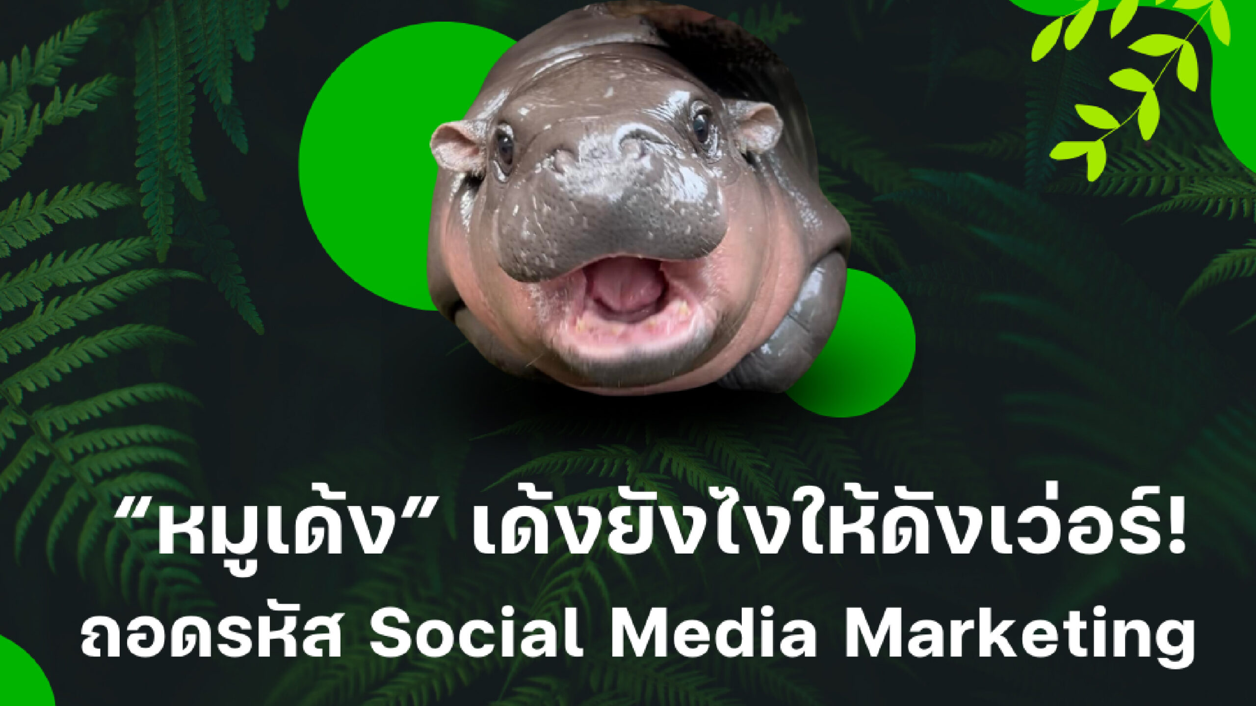 หมูเด้ง