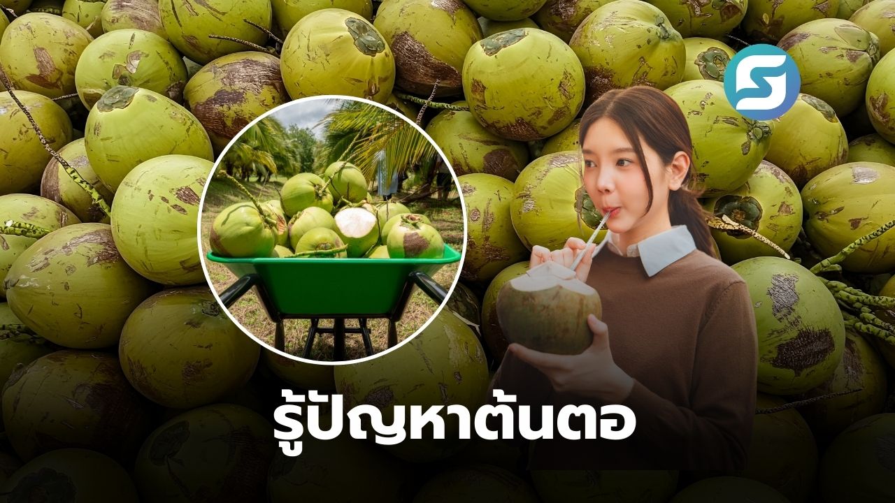 มะพร้าวน้ำหอมไทย